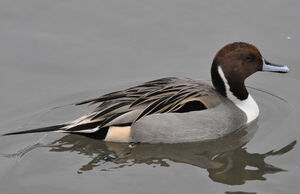 Canard pilet 
&copy; Jean-Claude Jamoulle