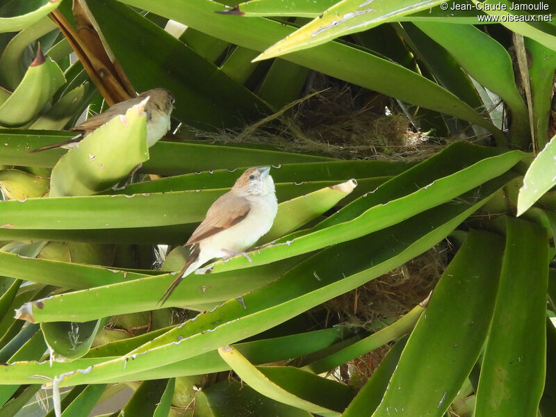 Indian Silverbilladult, Reproduction-nesting