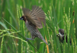 Scaly-breasted Munia