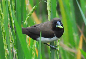 Javan Munia