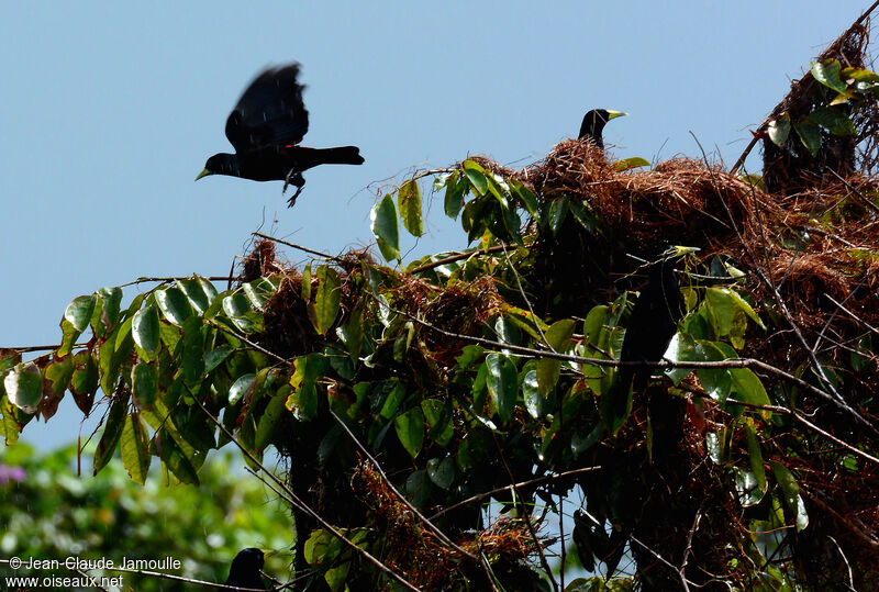 Red-rumped Cacique, Flight, Reproduction-nesting