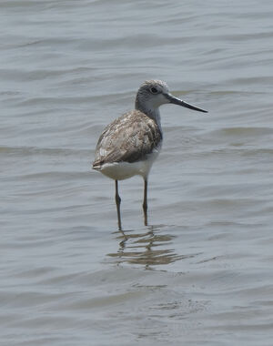 Common Greenshank 
&copy; Jean-Claude Jamoulle
