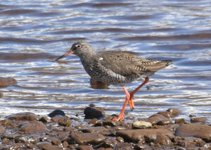 Common Redshank 
&copy; Jean-Claude Jamoulle