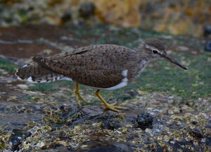 Common Sandpiper 
&copy; Jean-Claude Jamoulle