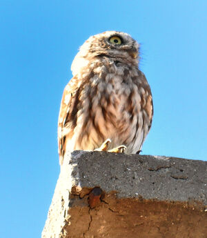 Little Owl