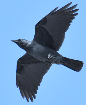 Western Jackdaw