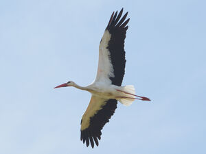 Cigogne blanche 
&copy; Jean-Claude Jamoulle