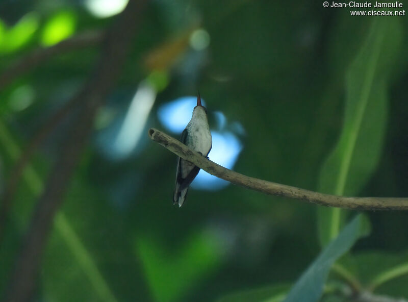 Colibri à bec noir femelle