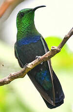 Colibri falle-vert