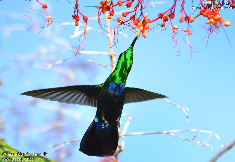 Green-throated Carib, Flight, feeding habits