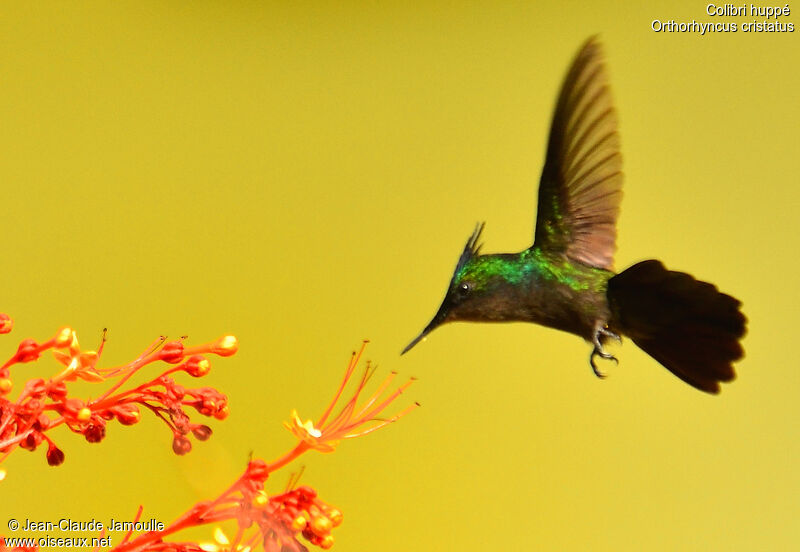 Antillean Crested Hummingbird male, Flight, feeding habits