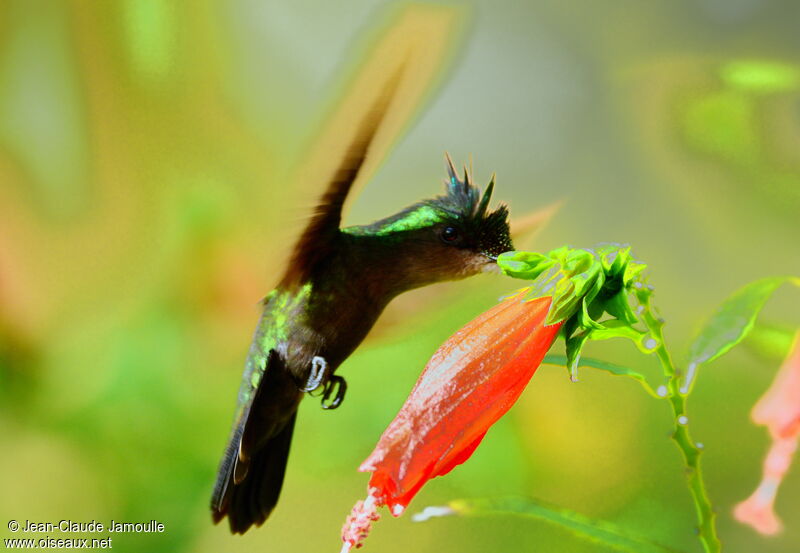 Antillean Crested Hummingbird male, feeding habits