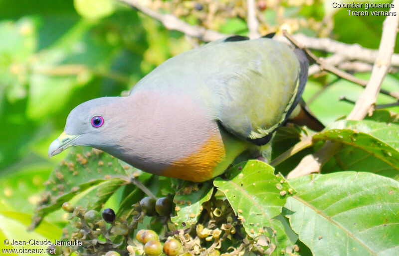 Pink-necked Green Pigeon male adult, feeding habits