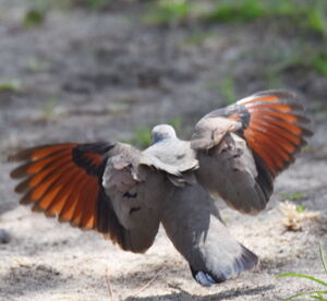 Common Ground Dove