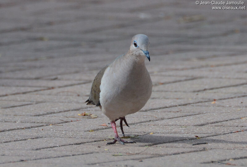 White-tipped Doveadult, pigmentation, walking