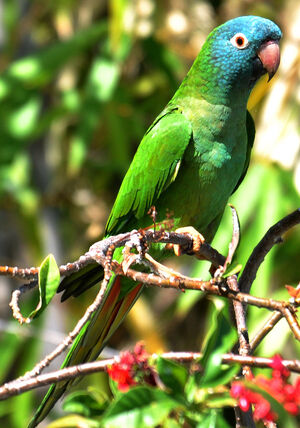 Conure � t�te bleue