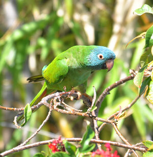 Conure � t�te bleue