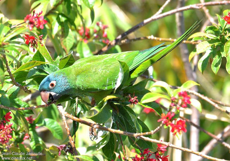 Blue-crowned Parakeet, feeding habits