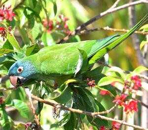 Conure � t�te bleue