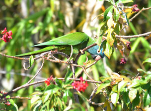 Conure � t�te bleue