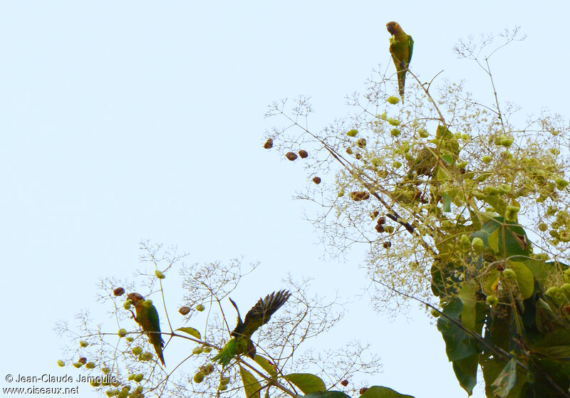 Brown-throated Parakeet, Flight, feeding habits