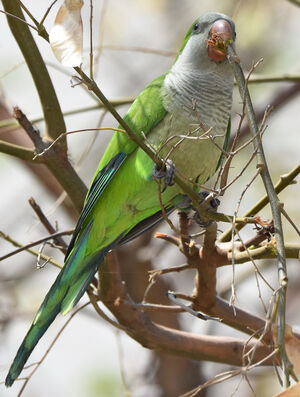 Conure veuve