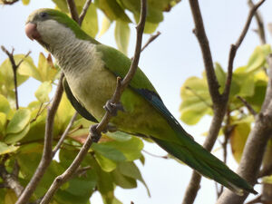 Conure veuve