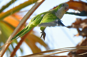 Conure veuve