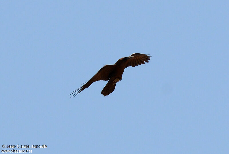 Brown-necked Raven, Flight