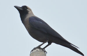 Corbeau familier