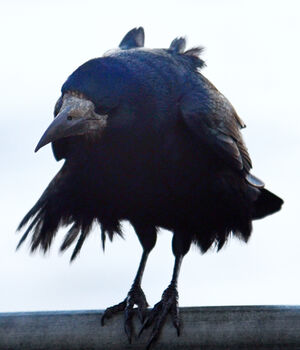 Rook