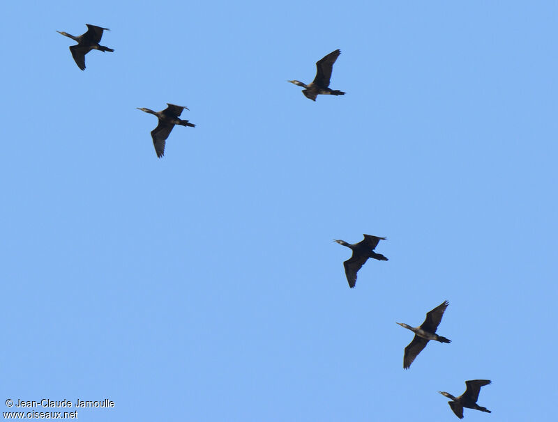 Indian Cormorant, Flight