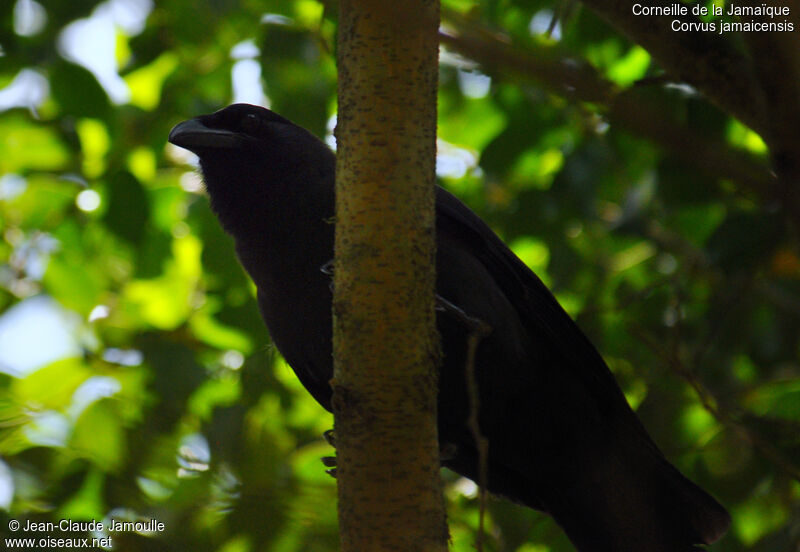 Jamaican Crow