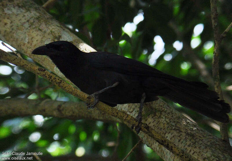 Jamaican Crow, identification