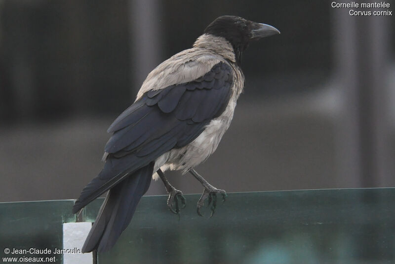 Hooded Crow, Behaviour