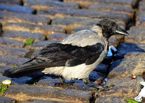 Hooded Crow 
&copy; Jean-Claude Jamoulle