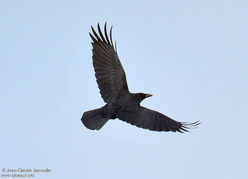 Carrion Crow, Flight