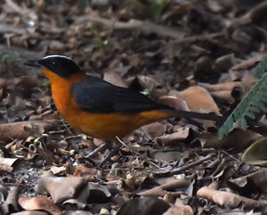 Snowy-crowned Robin-Chat