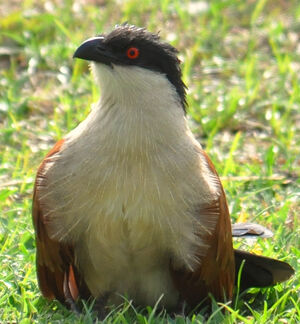 Senegal Coucal