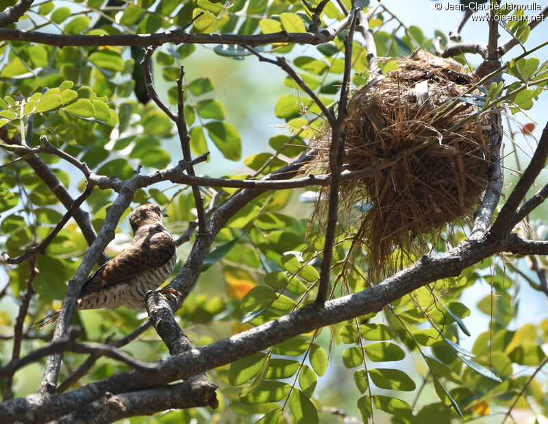 Sunda Cuckoo female adult, Reproduction-nesting