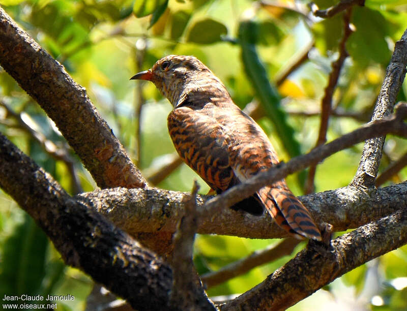 Sunda Cuckoo female adult, identification, Reproduction-nesting