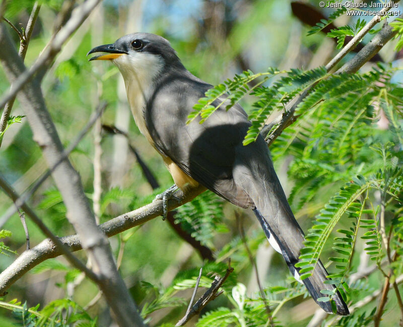 Mangrove Cuckooadult, identification, aspect, Flight, song