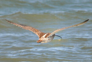Eurasian Curlew 
&copy; Jean-Claude Jamoulle