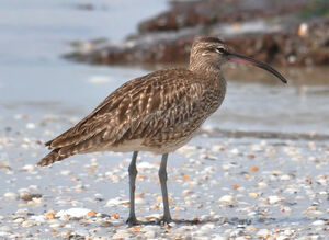Whimbrel 
&copy; Jean-Claude Jamoulle