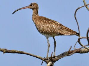 Whimbrel 
&copy; Jean-Claude Jamoulle