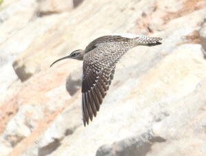 Whimbrel 
&copy; Jean-Claude Jamoulle
