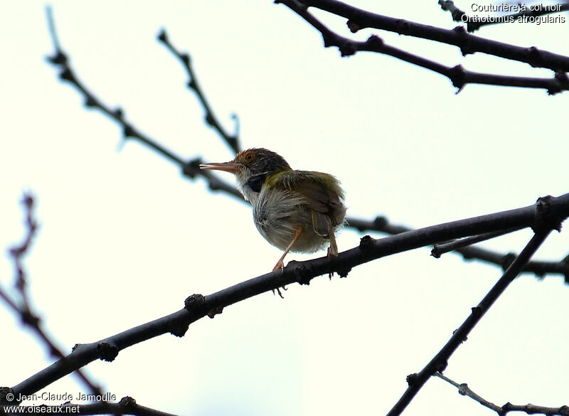 Dark-necked Tailorbirdimmature, song