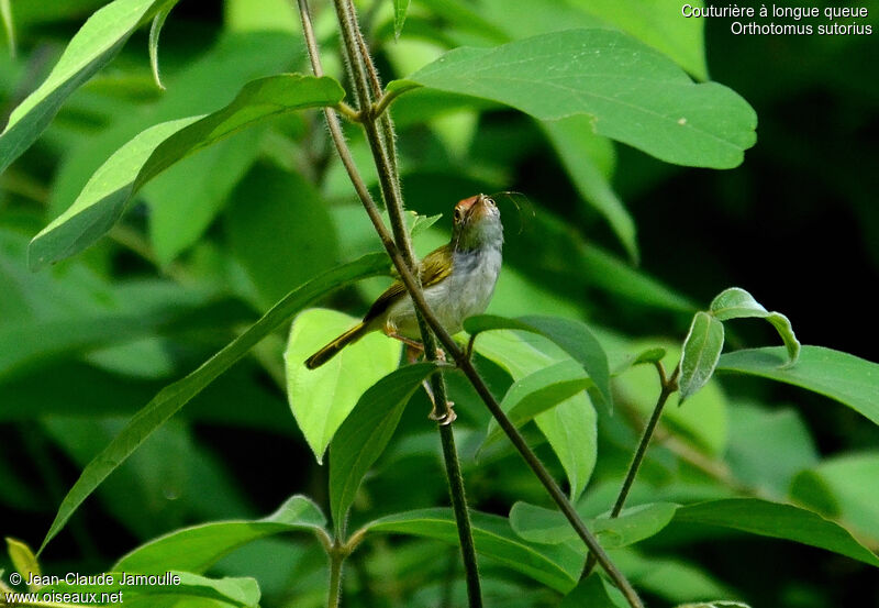Common Tailorbird female, Reproduction-nesting