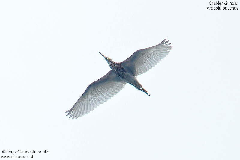Chinese Pond Heron, Flight
