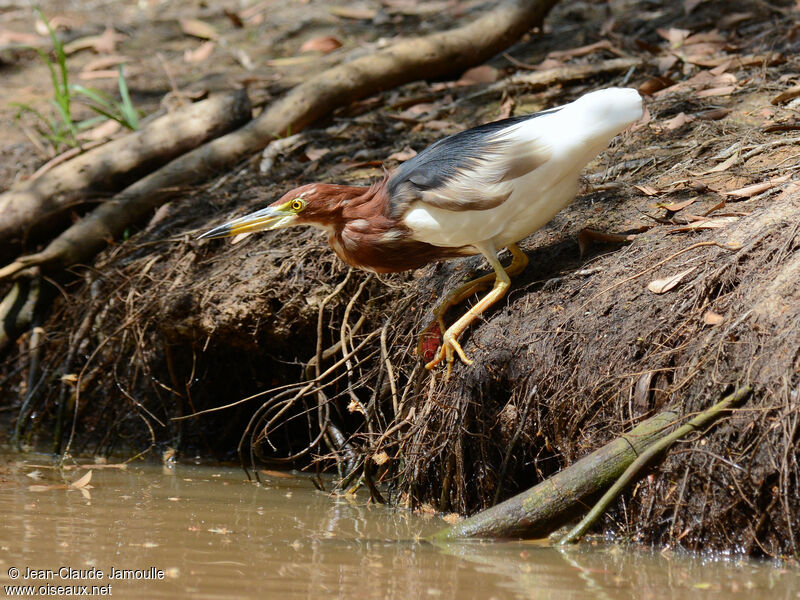 Chinese Pond Heron, Behaviour